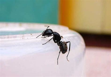 廣西省省會 家裡一直有螞蟻